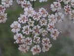 Trachyspermum ammi - Détails d'une fleur