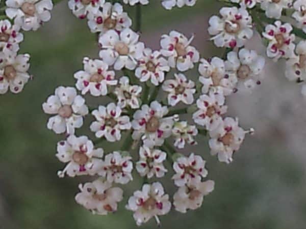 Trachyspermum ammi - Détails d'une fleur