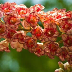 Bretschneidera sinensis - Fleurs