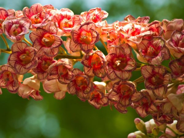 Bretschneidera sinensis - Fleurs