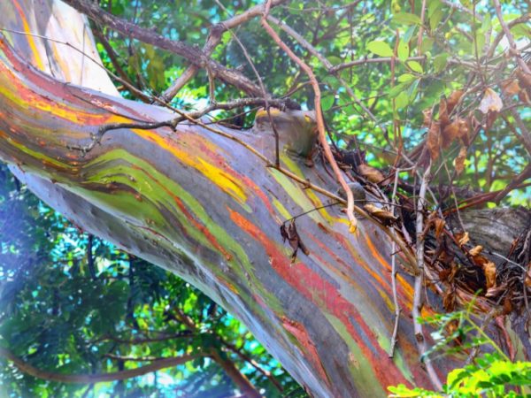 Eucalyptus deglupta - Rainbow eucalyptus