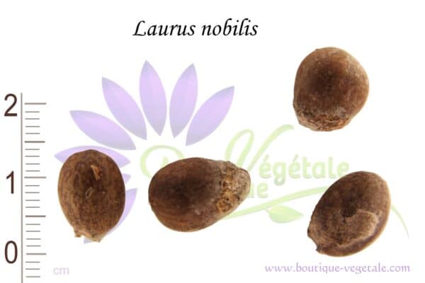 Graines de Laurus nobilis, Laurier noble