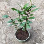 Laurus nobilis - Laurier noble en pot