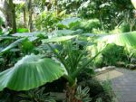 Graines d'Alocasia odora, graines d'Oreille d’éléphant parfumée