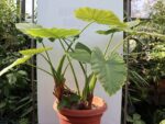 Graines d'Alocasia odora, graines d'Oreille d’éléphant parfumée