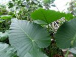 Graines d'Alocasia odora, graines d'Oreille d’éléphant parfumée