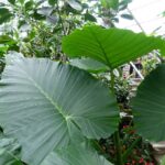 Graines d'Alocasia odora, graines d'Oreille d’éléphant parfumée