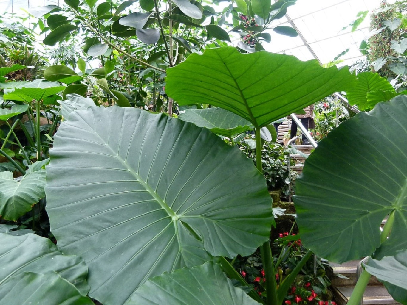 Graines D'Alocasia - Lot De 50 Graines Fraîches Pour Cultiver Des Plantes D'intérieur Tropicales