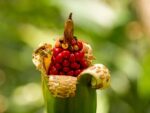Graines d'Alocasia odora, graines d'Oreille d’éléphant parfumée