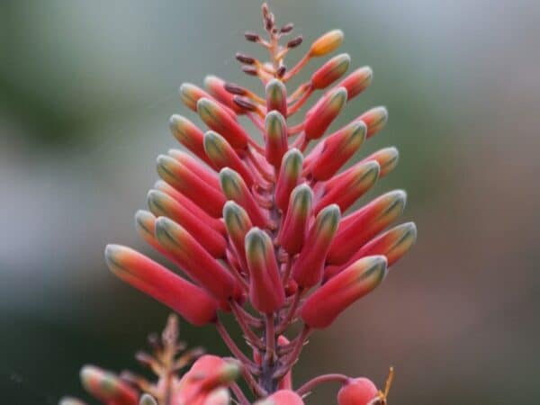 Aloe Black Gem - Fleurs tubulaires d'Aloès chocolat - Plant d'Aloe Black Gem