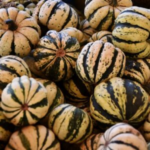 Récolte de Courge Patidou - Cucurbita pepo 'Sweet Dumpling' - Graines de Courge Patidou (CC0)