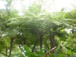 Frondes de Cyathea bicrenata - Spores de fougère arborescente