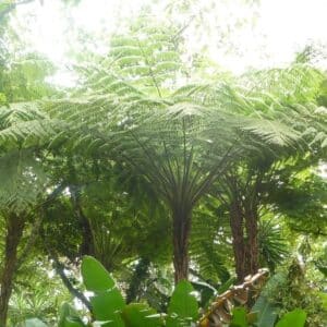 Frondes de Cyathea bicrenata - Spores de fougère arborescente