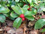 Gaultheria procumbens - Baies rouges de Palomnier - Graines de gaulthérie couchée