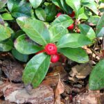 Gaultheria procumbens - Baies rouges de Palomnier - Graines de gaulthérie couchée