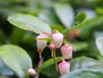Fleurs en clochette de Thé du Canada - Graines de Gaulthérie couchée