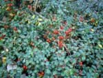 Gaultheria procumbens - Thé des forêts en fructification - Graines de Gaulthérie couchée