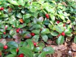 Gaultheria procumbens - Plantation de Thé du Canada en milieu naturel - Graines de Gaulthérie couchée