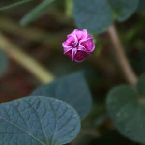 Ipomoea purpurea cv. Kniola's Black Knight - Bouton floral - Graines d'Ipomée Kniola's Black Knight