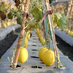Cucumis melo L. 6 Culture intensive de Melon Boule d'Or - Graines de Melon boule d'or