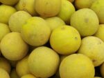 Cucumis melo L. - Fruit entier de Melon boule d'or - Graines de Melon Boule d'Or