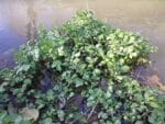 Graines Nasturtium officinale, Graines de cresson officinal, Graines de cresson de fontaine