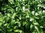 Graines Nasturtium officinale, Graines de cresson officinal, Graines de cresson de fontaine