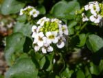Graines Nasturtium officinale, Graines de cresson officinal, Graines de cresson de fontaine