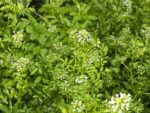 Graines Nasturtium officinale, Graines de cresson officinal, Graines de cresson de fontaine