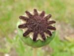 Papaver orientale 'Princess Victoria' - Infrutescence de Pavot d'orient rose - Graines de pavot d'orient rose