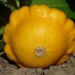 Pâtisson Lillesol - Fruit mature e Pâtisson Lillesol, Graines de Pâtisson Lillesol