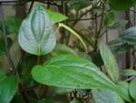 Piper nigrum - Détails d'une feuille de poivre blanc Sarawak - Graines de poivre blanc Sarawak