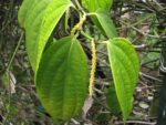Piper nigrum - Feuille et inflorescence de Poivre Blanc Sarawak - Graines de poivre blanc Sarawak
