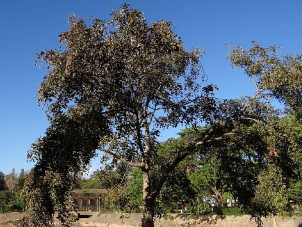Pongamia pinnata - Vue générale de Milletia pinnata - Graines d'arbre de pongolote