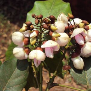 Pongamia pinnata - Fleurs de Milletia pinnata - Graines d'Arbre de pongolote