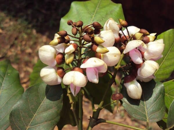 Pongamia pinnata - Fleurs de Milletia pinnata - Graines d'Arbre de pongolote
