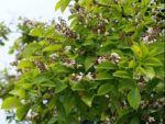 Pongamia pinnata - Inflorescence et feuillage de Milletia pinnata - Graines d'arbre de pongolote