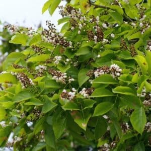 Pongamia pinnata - Inflorescence et feuillage de Milletia pinnata - Graines d'arbre de pongolote