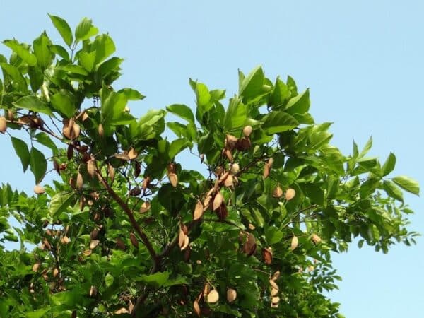 Pongamia pinnata - Infrutescence de Milletia pinnata - Graines d'arbre de pongolote