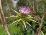 Silybum marianum - Bractées acérées d'Artichaut sauvage - Graines de Chardon-Marie (CC BY-SA 4.0 - Matankic)