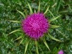 Silybum marianum - Détails d'une fleur de Notre-Dame - Graines de Chardon-Marie