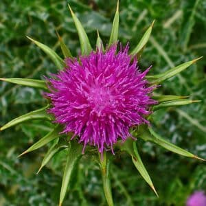 Silybum marianum - Détails d'une fleur de Notre-Dame - Graines de Chardon-Marie