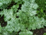 Silybum marianum - Feuilles bigarrées de Chardon argenté - Graines de Chardon-Marie