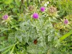 Vue générale de Silybum marianum - Graines de chardon-Marie