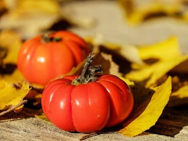 Solanum lycopersicum - Fruit côtelé de la Tomate Charlie Chaplin - Graines de Tomate Charlie Chaplin