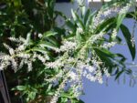 Aloysia triphylla - Inflorescence et feuillage de Verveine du Pérou - Plants verveine citronnelle