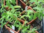 Aloysia triphylla - Plants de Verveine citronnelle