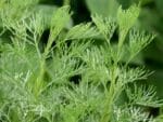 Artemisia abrotanum var. maritima - Détails des feuilles d'Armoise cola - Plants d'Artémisia cola