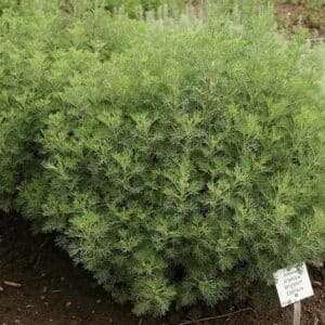 Artemisia abrotanum var. maritima - Culture d'armoise cola - Plants d'Artémisia cola