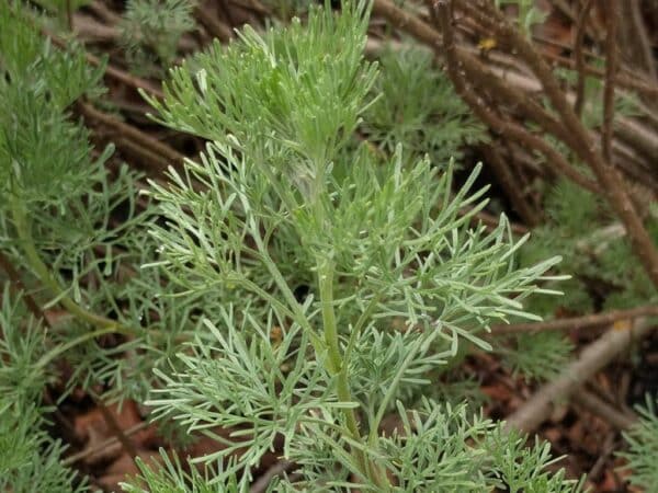 Plant Artemisia abrotanum var. maritima, Plant d'Armoise cola, Plants Artémisia cola, Plante Cola